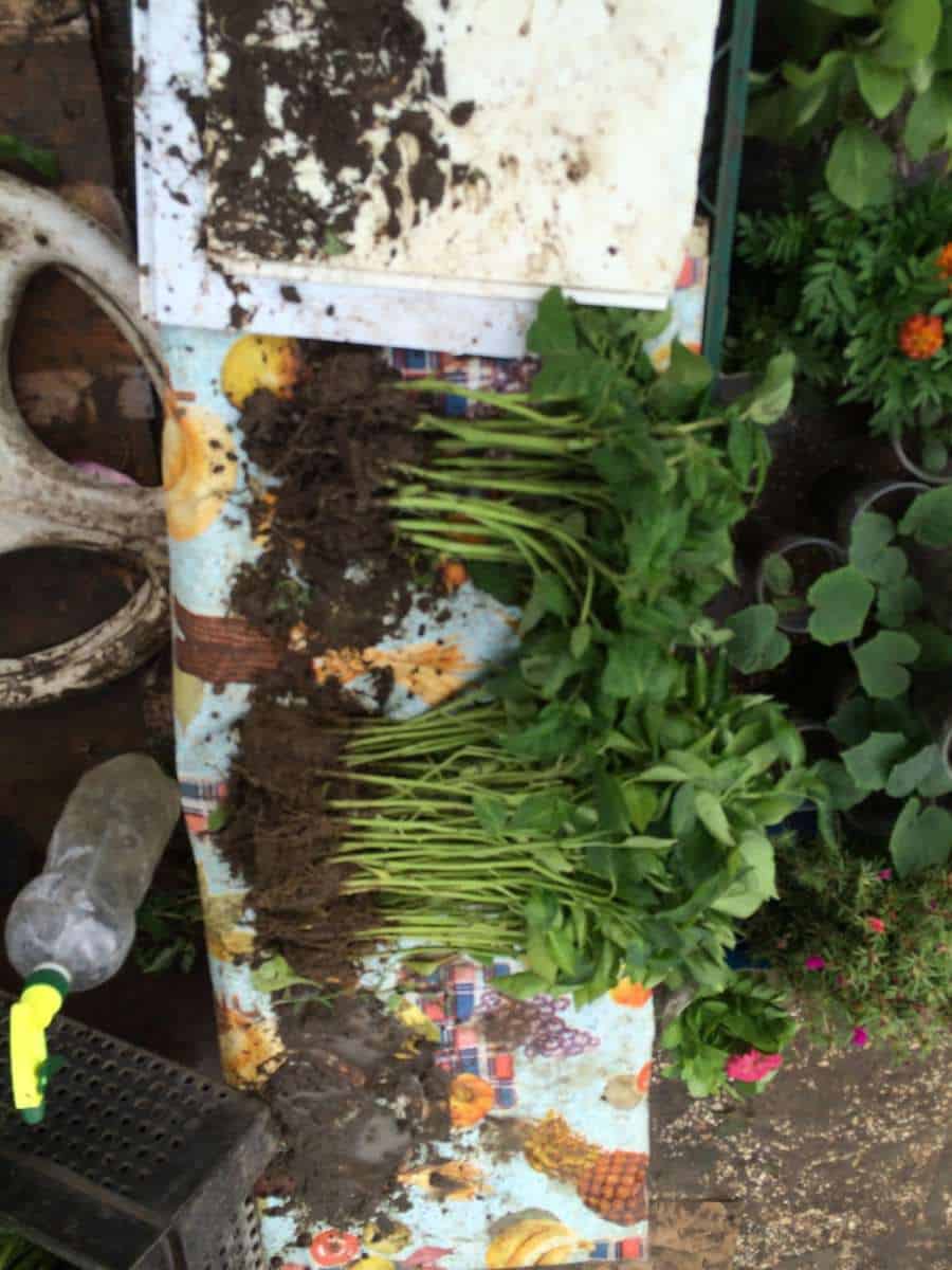 Seed Beds International! Atina Diffley