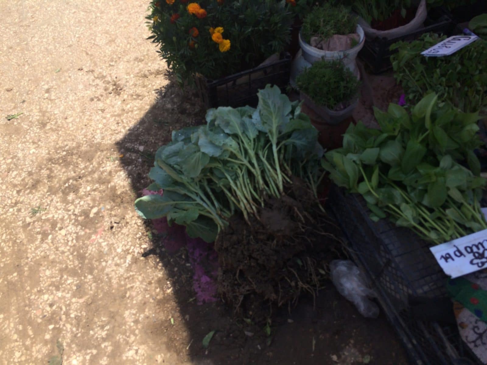 Seed Beds International! Atina Diffley