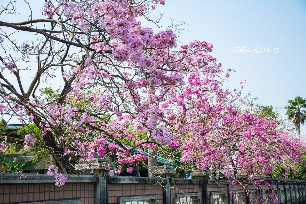 ｜嘉義‧西區｜嘉義特殊教育學校，盛開的洋紅風鈴木