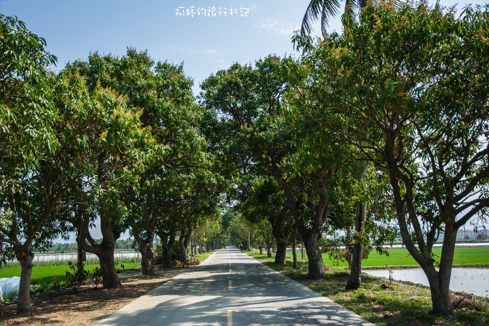 ｜台南‧白河｜玉豐綠色隧道，是一整排老欉芒果樹
