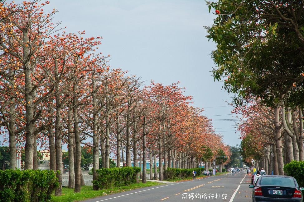 ｜雲林‧虎尾｜虎尾145縣道火紅木棉花大道