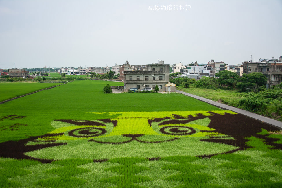 ｜苗栗景點｜2017年彩繪稻田，一起愛石虎