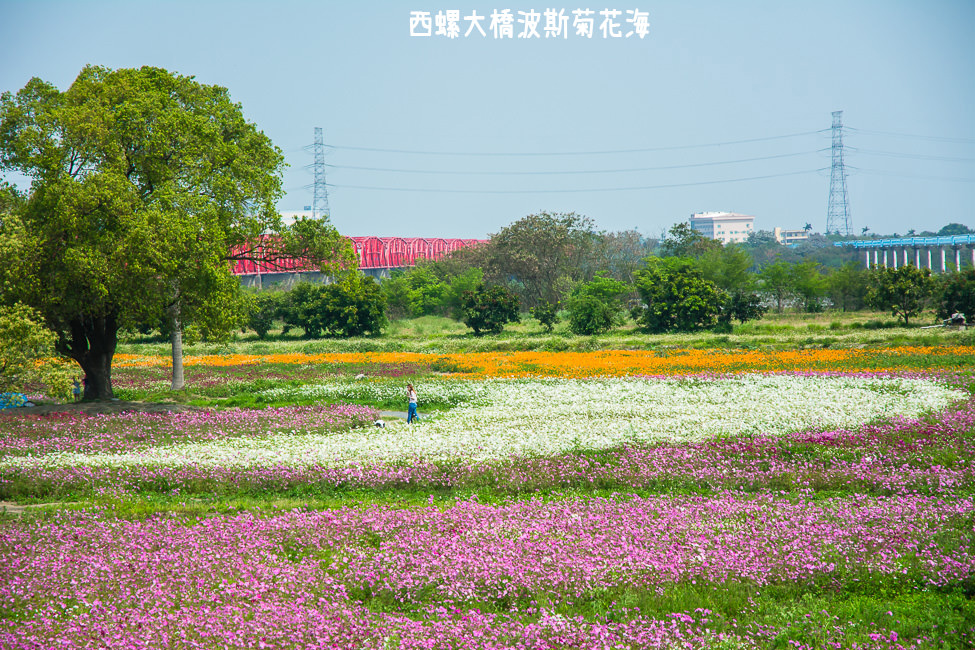 ｜雲林景點｜西螺大橋十公頃波斯菊花海盛開中，就像打翻了調色盤顏料