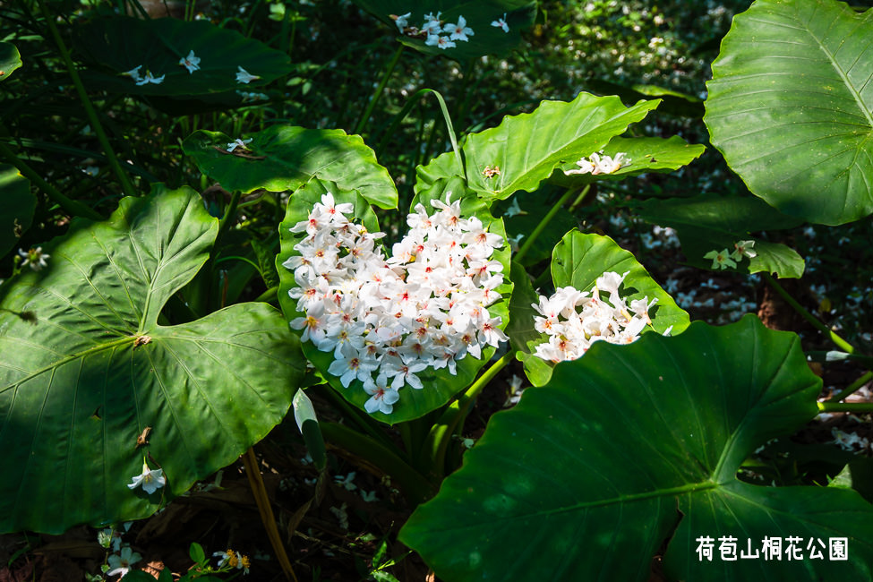 ｜雲林景點｜荷苞山桐花公園，讓我們一桐賞花去