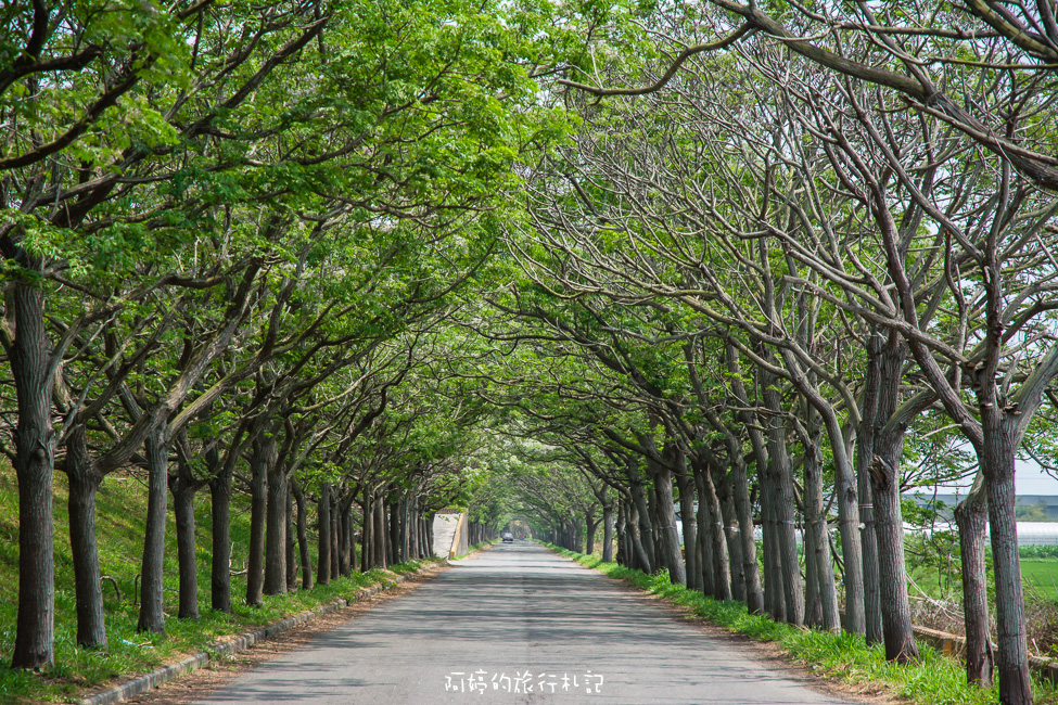 ｜嘉義‧六腳｜全台最長苦楝花隧道，獨嘉風景