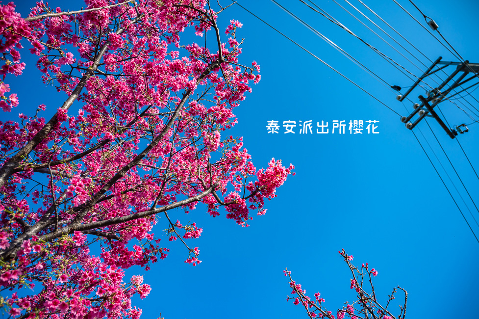 ｜台中景點｜2021年泰安櫻花季，全台最美的泰安派出所，粉紅櫻花盛開中