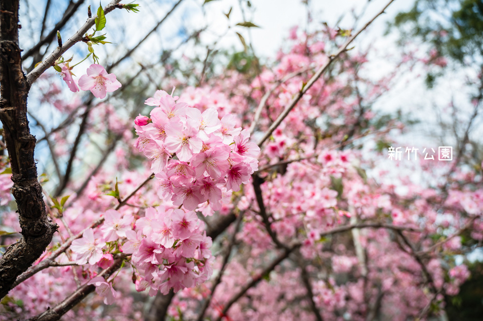 ｜新竹景點｜新竹公園，850棵櫻花盛開中，公園還有沙坑、遊樂設施可以玩，野餐踏青賞櫻的好去處