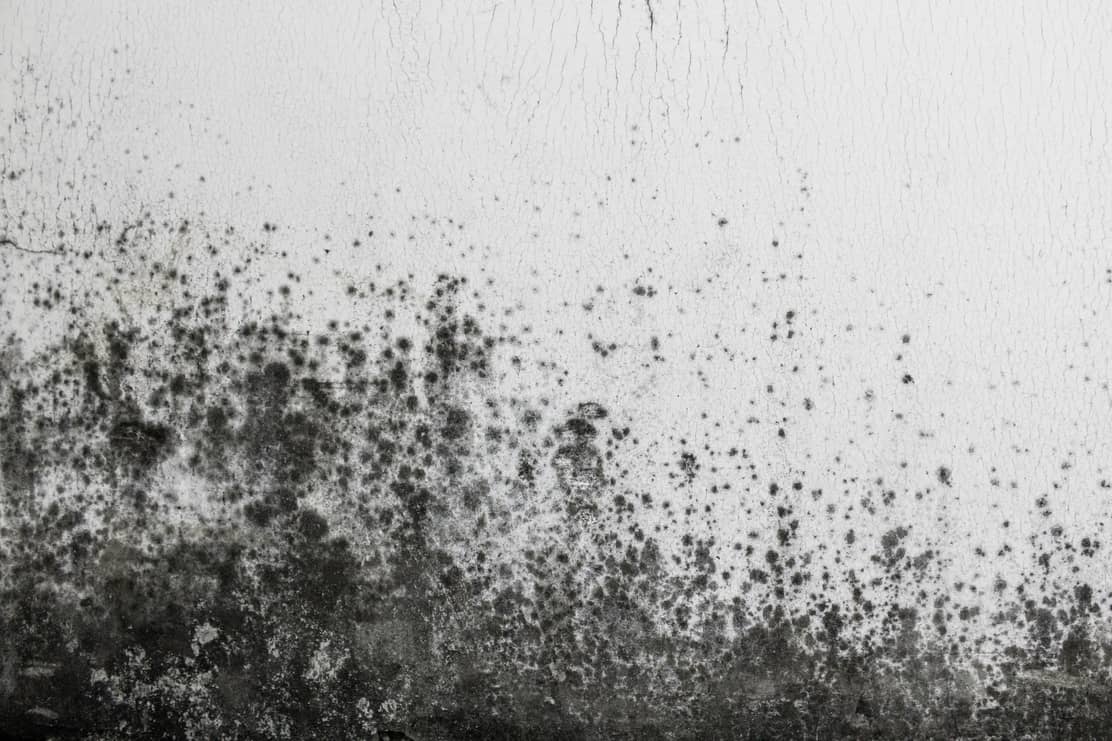 How Long Does Black Mold Take To Grow? Atkinson Inspection Services