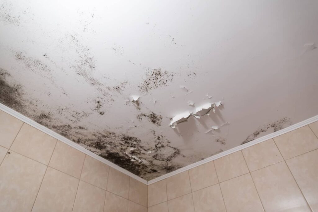 How Long Does Black Mold Take To Grow? Atkinson Inspection Services