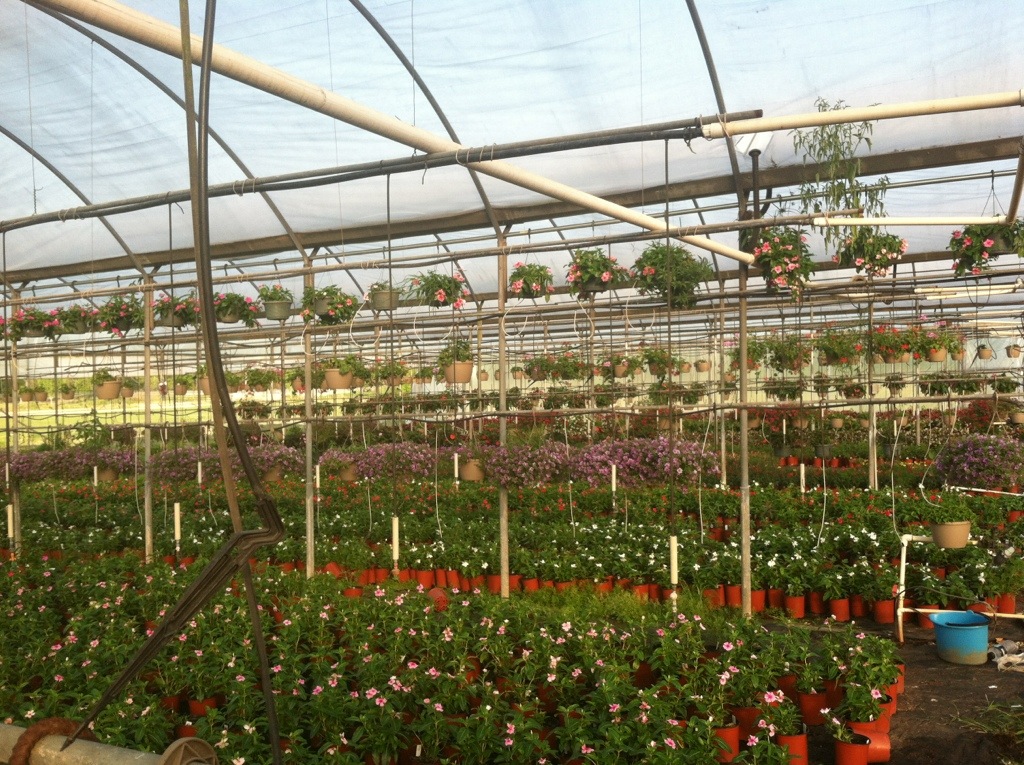 Spring of 2013 Atkinson Nursery