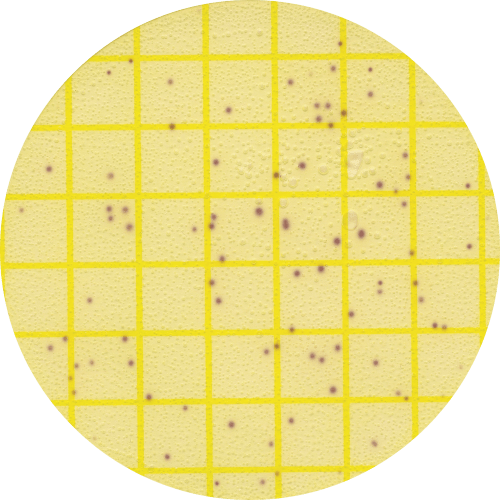3M™ Petrifilm™ Environmental Listeria Plates