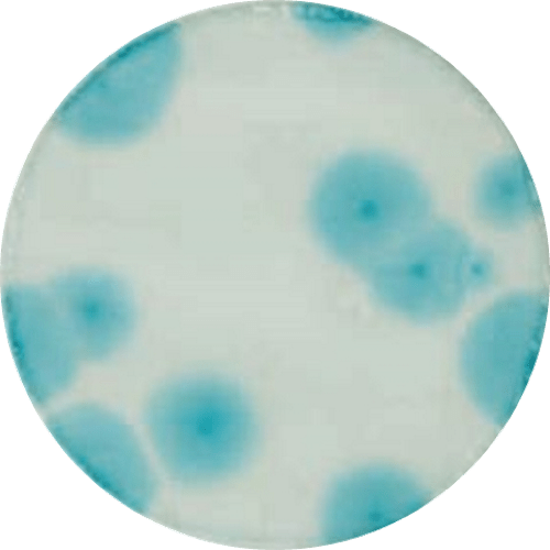 3M™ Petrifilm™ Rapid Yeast and Mold Count Plates