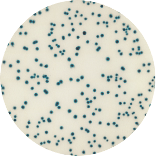 3M™ Petrifilm™ Rapid Aerobic Count Plates