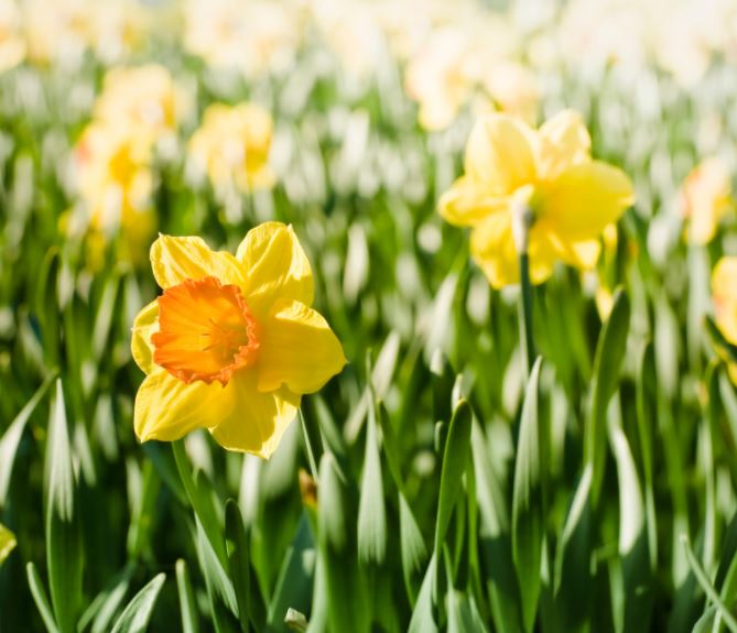 Spring Activities and Family Events in Smyrna and Marietta