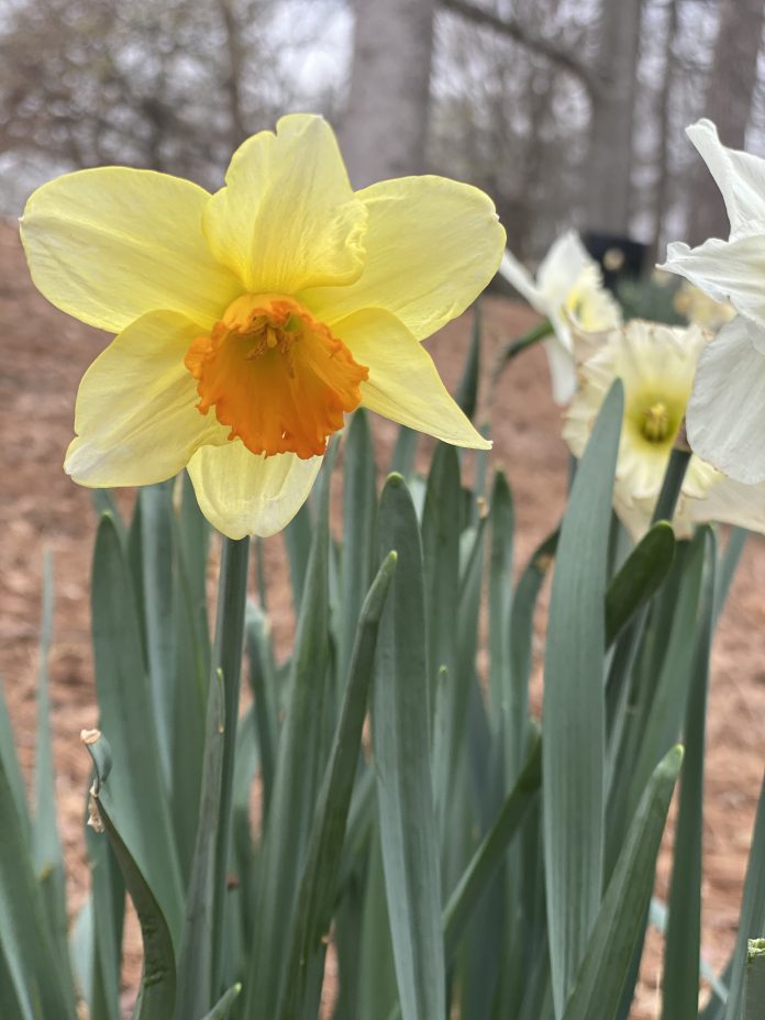 Living in the Jonquil City A Guide to Smyrna,