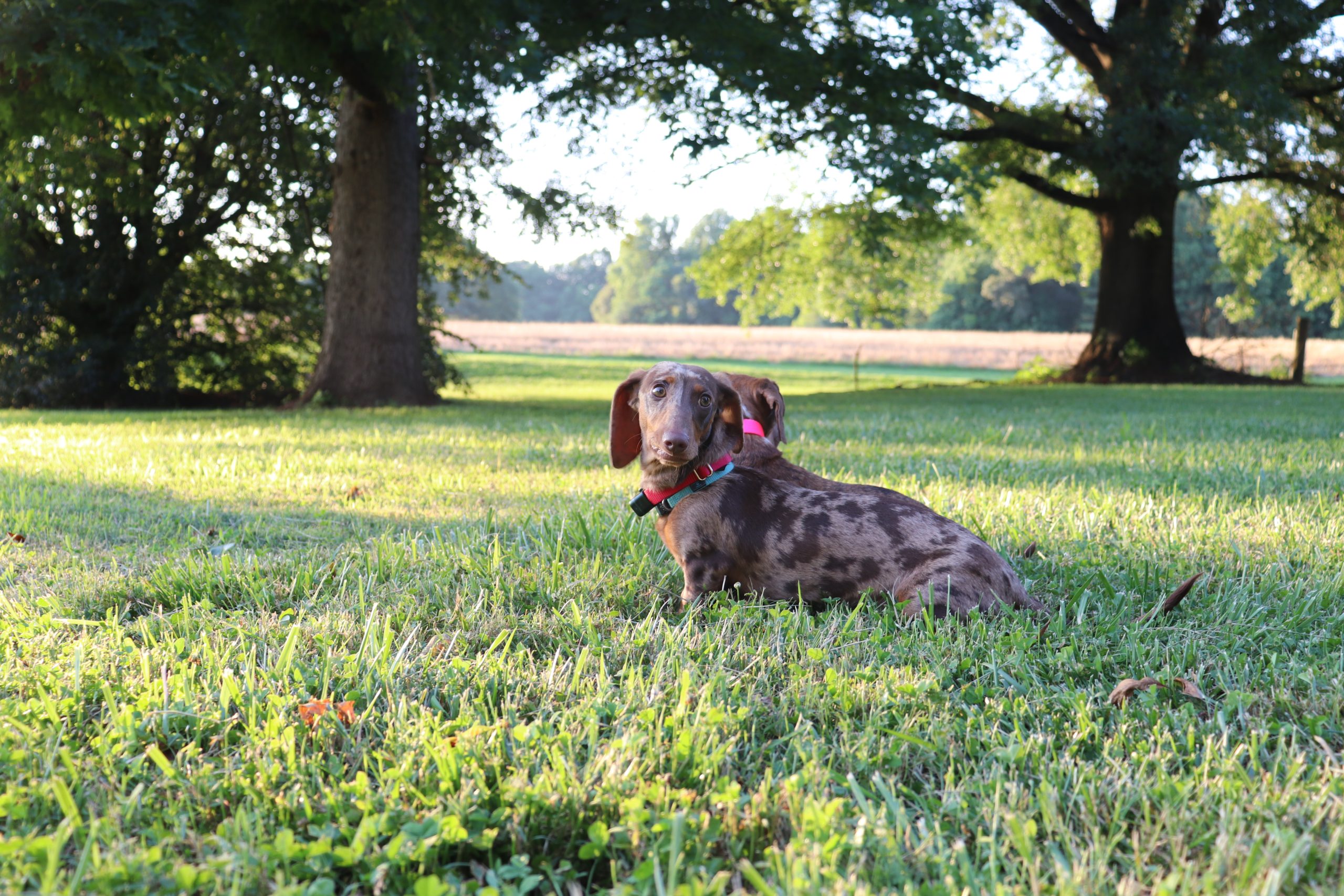 Hidden Dog Fence Services and Repairs