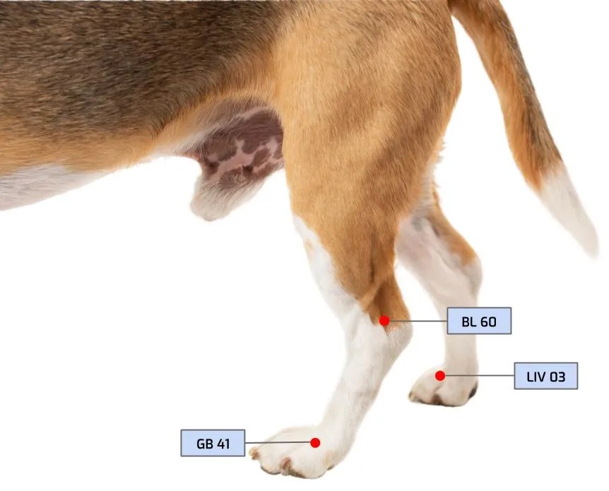 How to Treat your Dog with Acupressure.