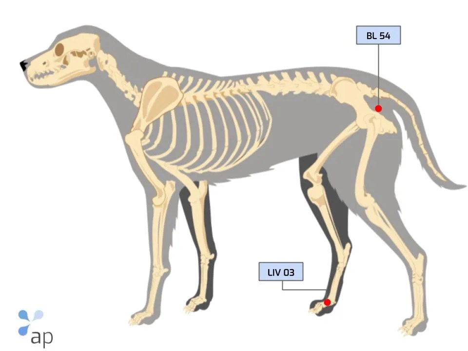 How to Treat Hip Dysplasia in Dogs With Acupressure? Atlantic Points
