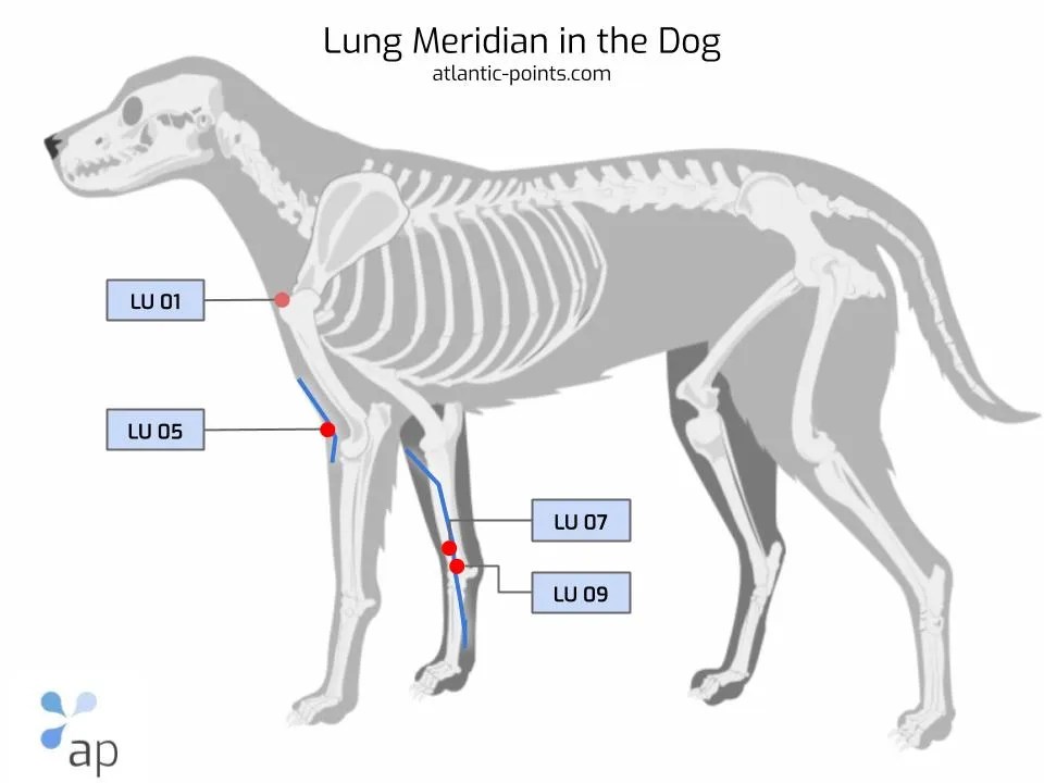 Pressure Points in Dogs Lung Meridian Atlantic Points
