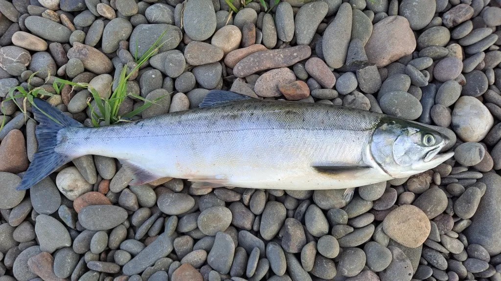 Scottish Anglers Asked to Remain Vigilant as NonNative Pink Salmon
