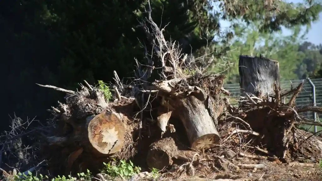 How to Remove a Dead Tree Affordable Tree Removal Services