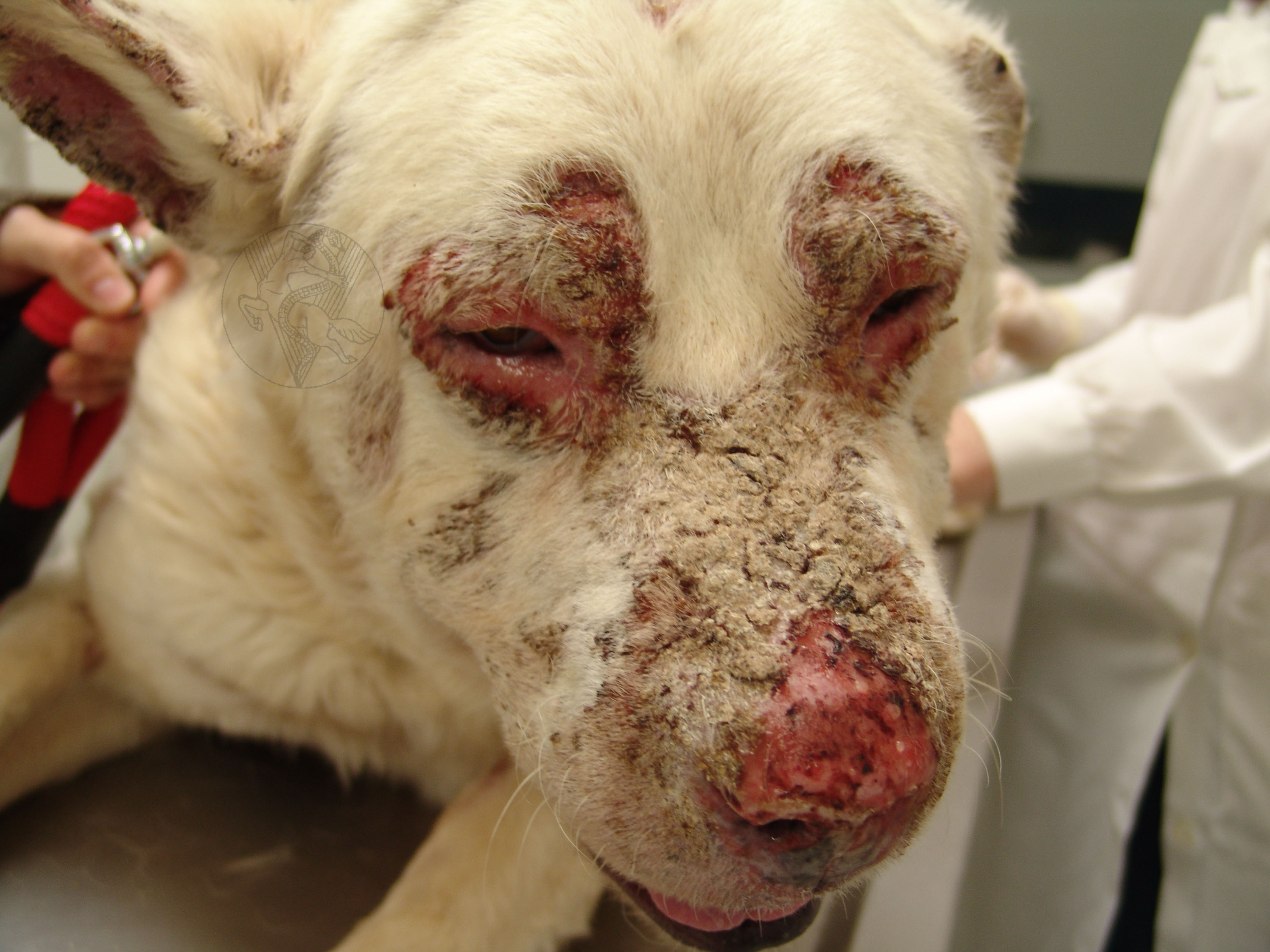 Generalized pemphigus foliaceus dog