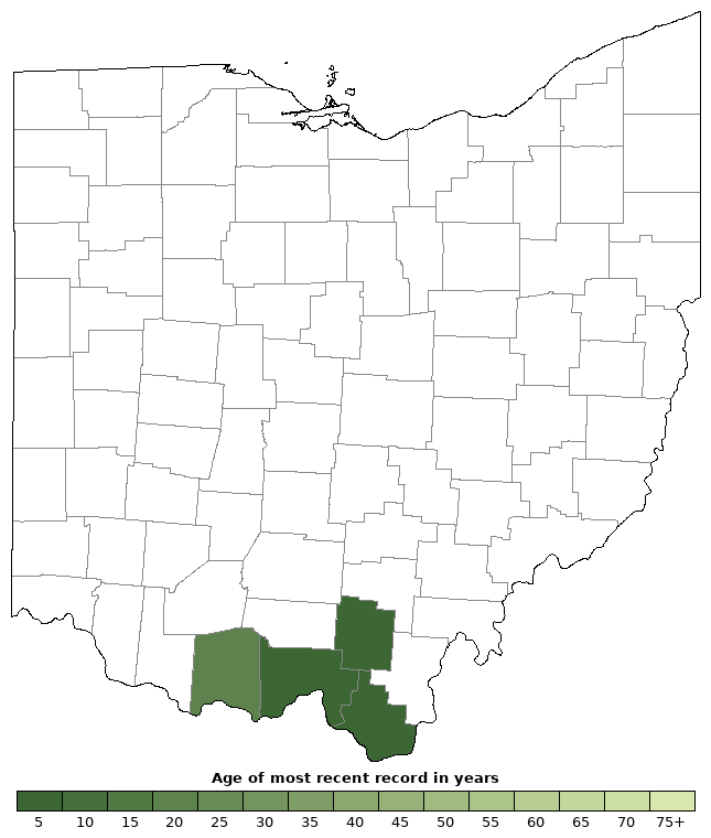 Eastern Kingsnake (Lampropeltis getula) Ohio Herp Atlas OHPARC