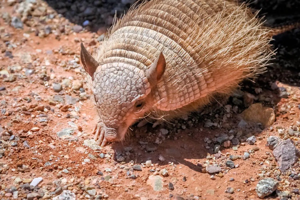 Armadillo » Características, Alimentación, Hábitat, Reproducción