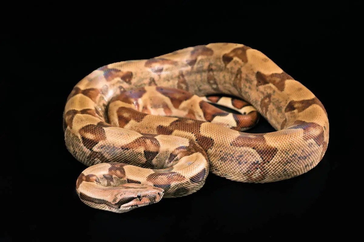 Boa Constrictor » Características, Alimentación, Hábitat, Reproducción, Depredadores