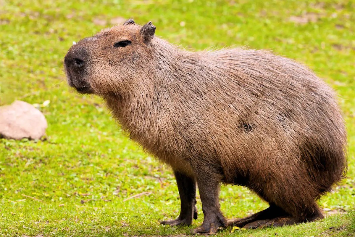 Capibara » Características, Alimentación, Hábitat, Reproducción