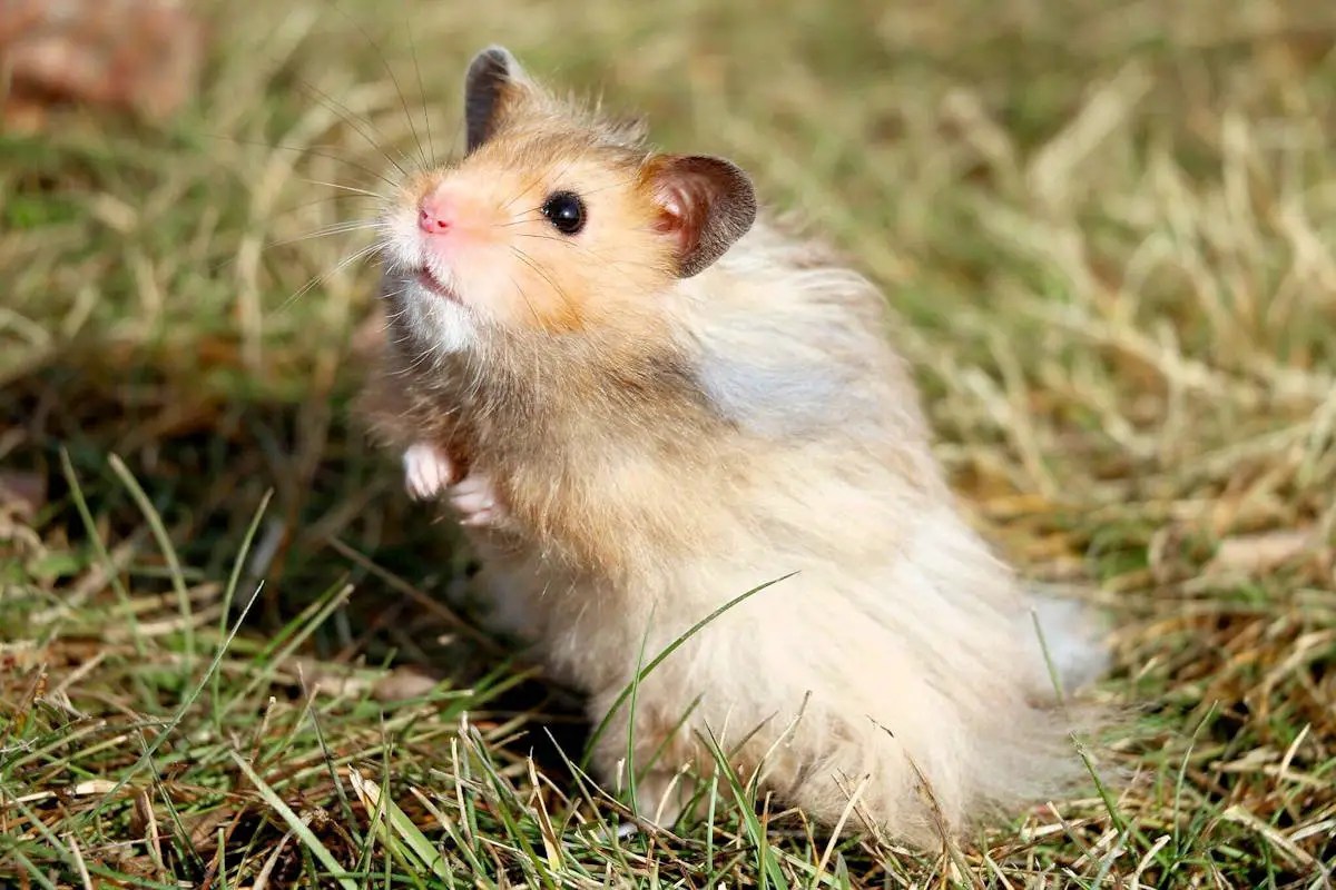 Hámster » Características, Alimentación, Hábitat, Reproducción