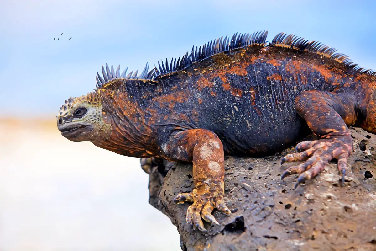 Iguana Marina » Características, Alimentación, Hábitat, Reproducción
