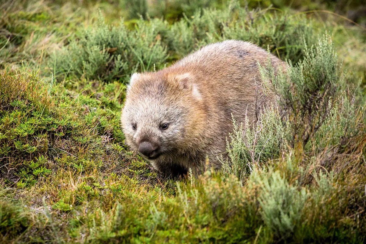 Wombat » Características, Alimentación, Hábitat, Reproducción, Depredadores