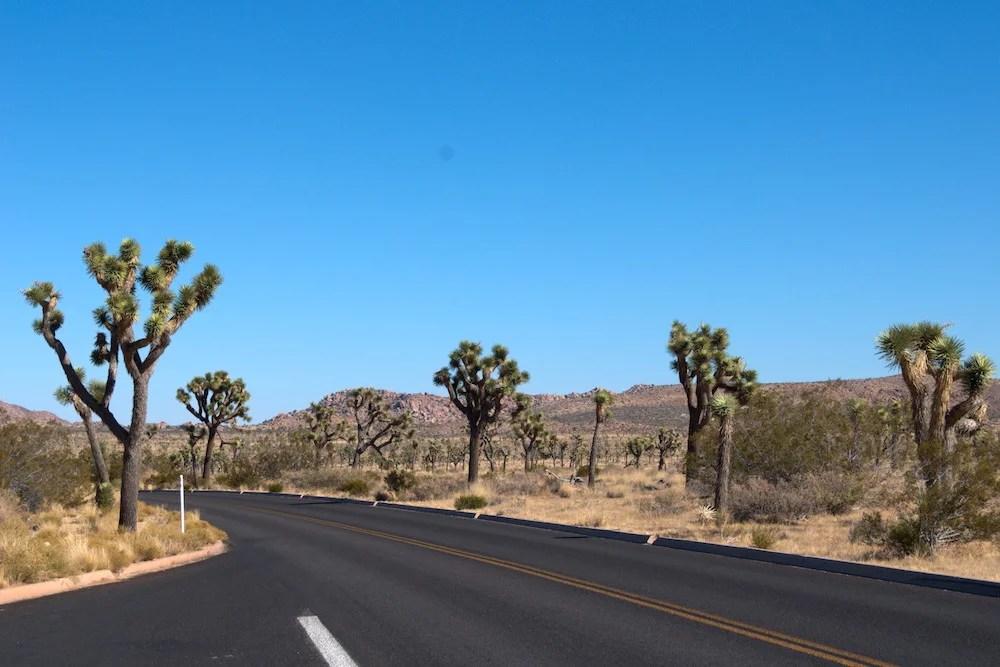 The 15 Best Things to Do at Joshua Tree National Park Atlas Obsession