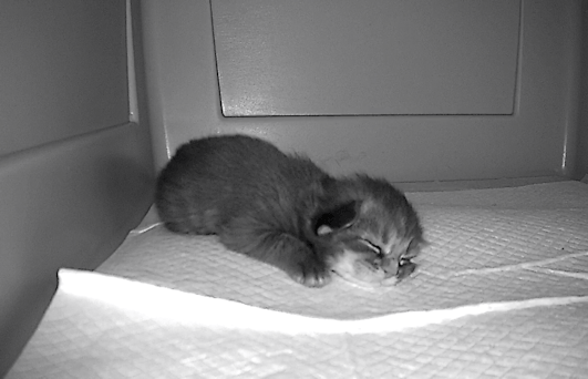 » At Last Cats