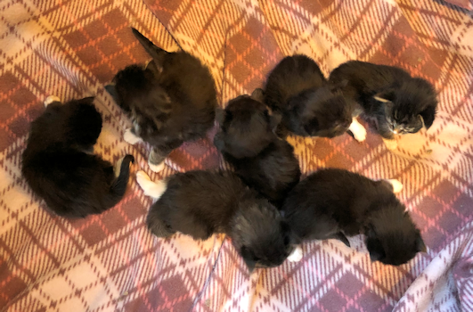 » At Last Cats