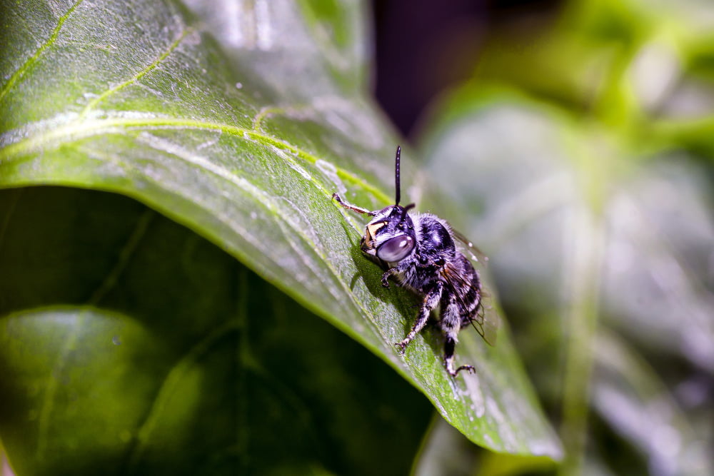 Umbrella Plant Pests and Diseases How to Identify and Treat Common