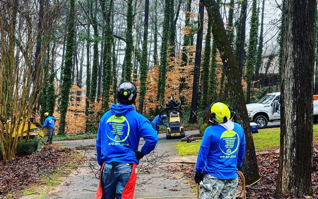 5 Conditions That Indicate It's Time to Trim Your Trees