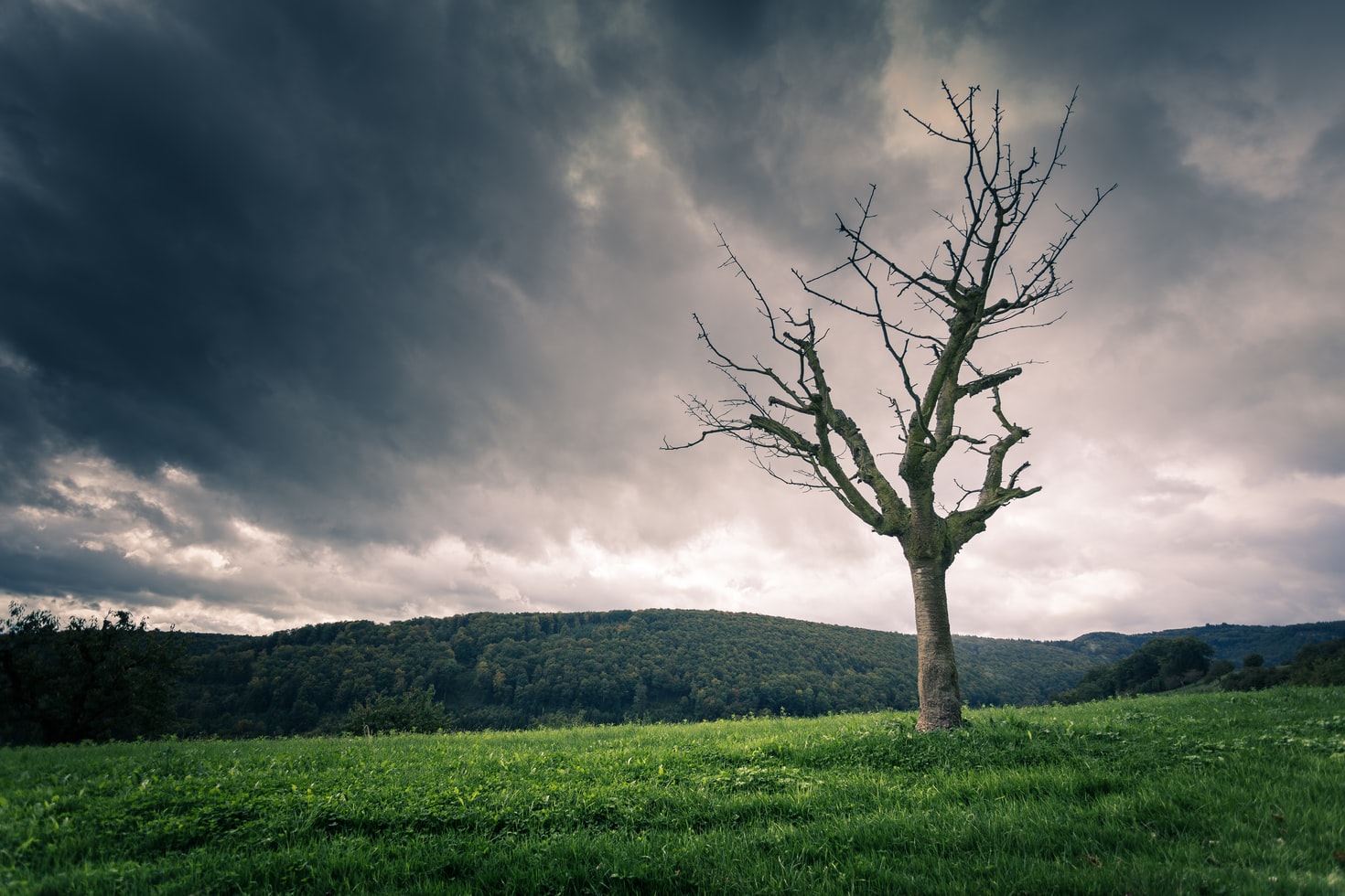 Is My Tree Dead? 7 Common Signs You Should Look Out For