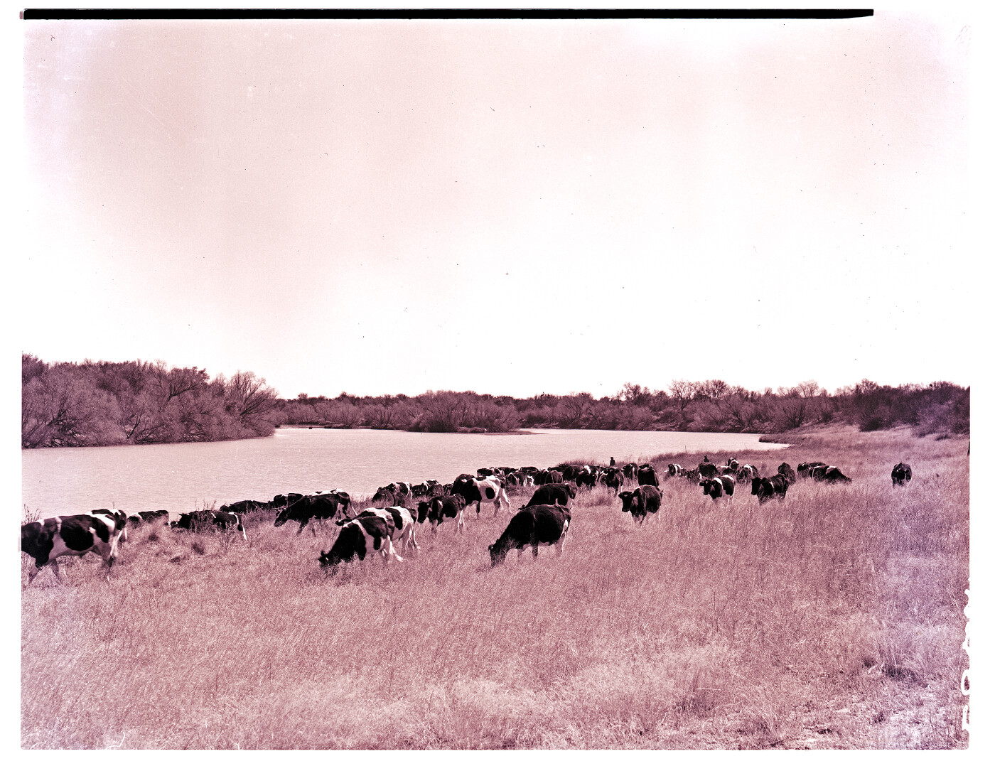 "Kimberley district, 1951. Riverton cattle." Atom site for DRISA