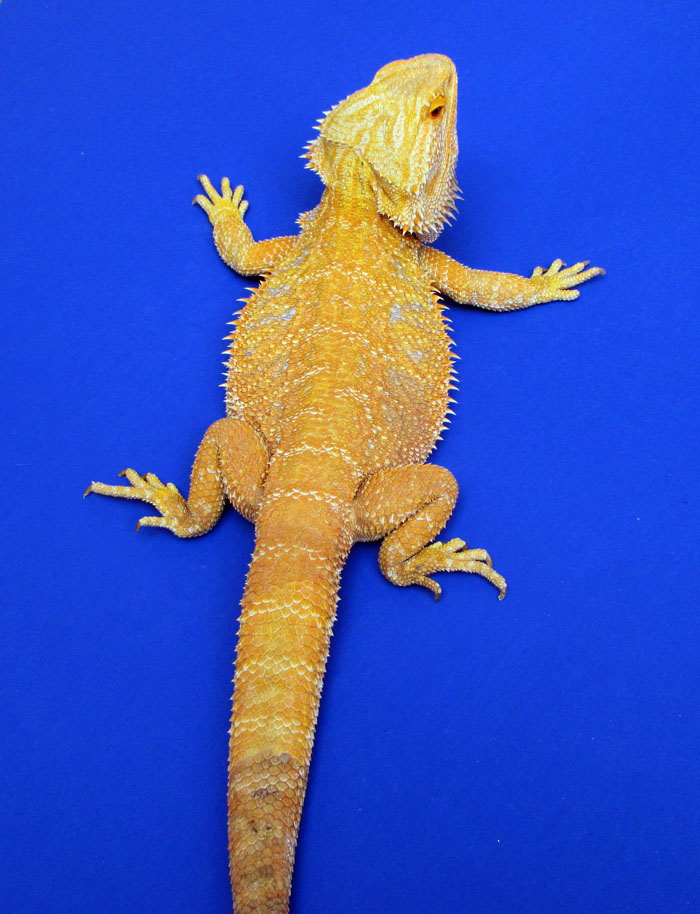 Breeder Bearded Dragon Gallery Atomic Lizard Ranch