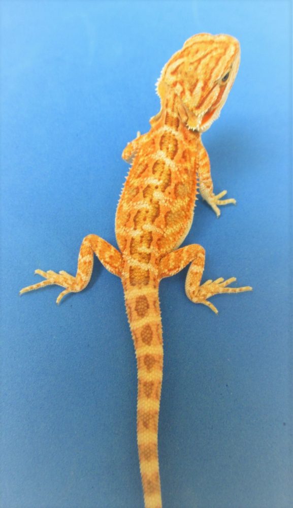 Tangerine & Orange Bearded Dragons For Sale Atomic Lizard Ranch