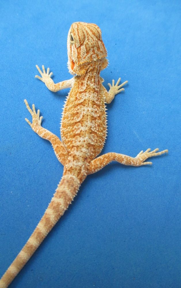 Tangerine & Orange Bearded Dragons For Sale Atomic Lizard Ranch