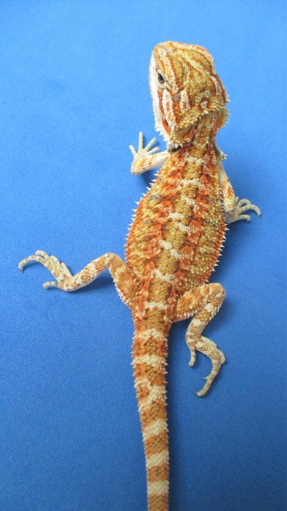 Tangerine Phase Bearded Dragons For Sale Atomic Lizard Ranch