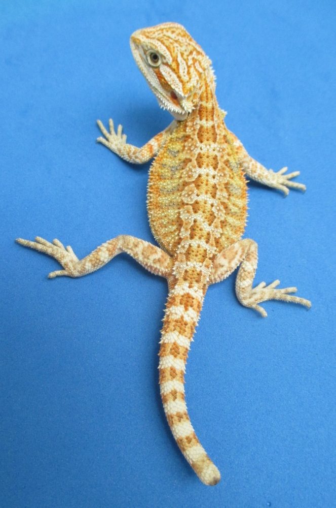 Tangerine & Orange Bearded Dragons For Sale Atomic Lizard Ranch