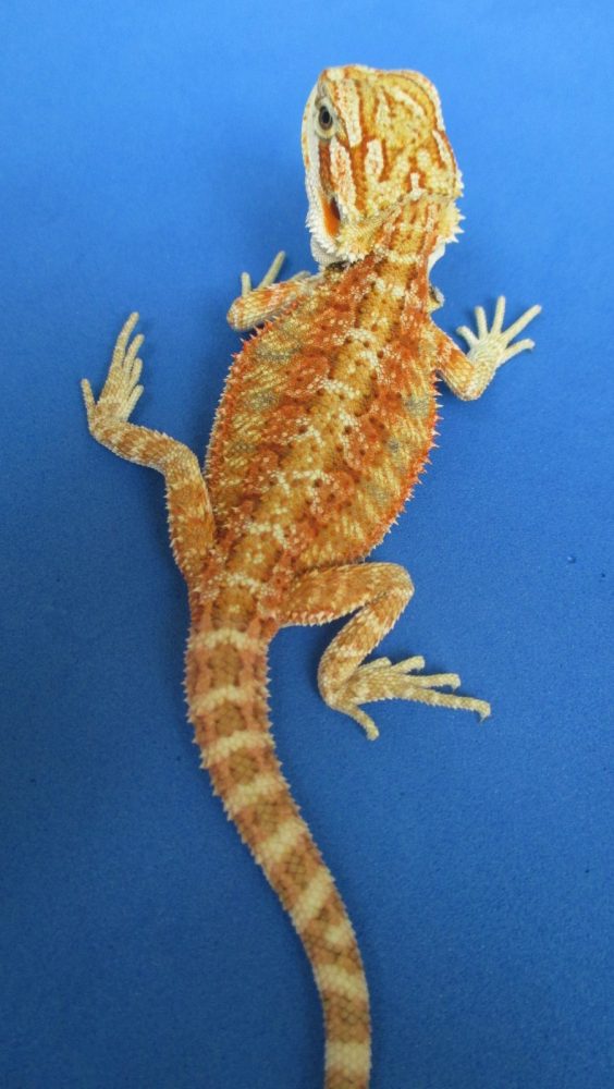Tangerine Phase Bearded Dragons For Sale Atomic Lizard Ranch