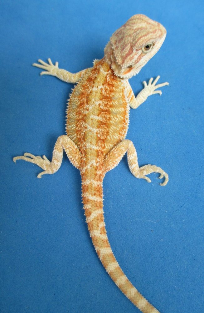 Atomic Lizard Breed for Mandarin Stage Beard Dragon