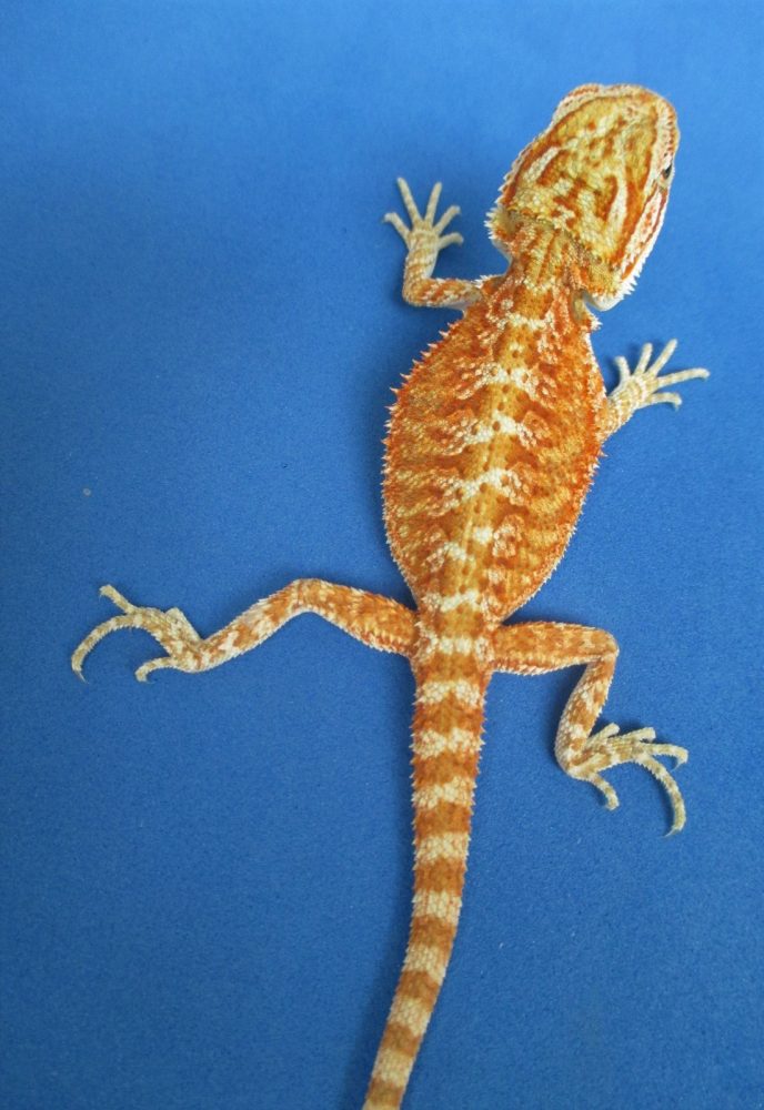 Gala Red Bearded Dragons For Sale Online Atomic Lizard Ranch