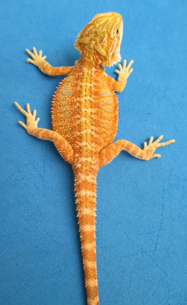Tangerine Phase Bearded Dragons For Sale Atomic Lizard Ranch
