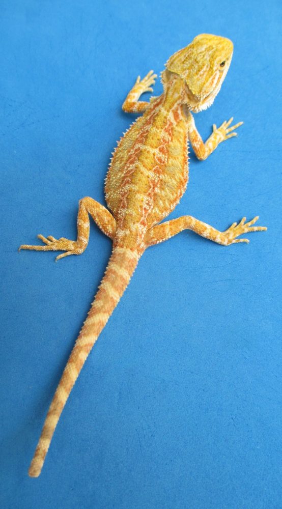 Tangerine Phase Bearded Dragons For Sale Atomic Lizard Ranch